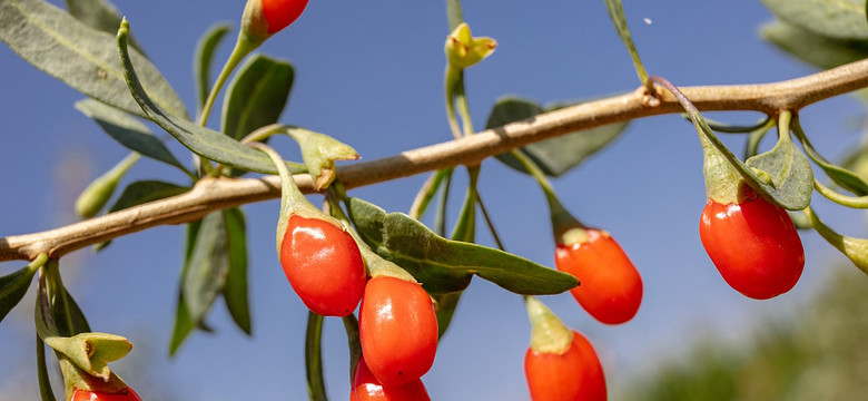 Jagody goji – chińska recepta na zdrowie i urodę