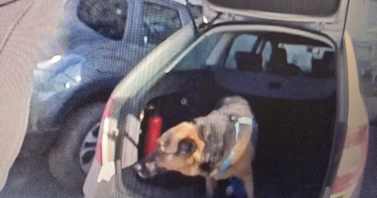 Zamknięty w aucie: Policjanci ratują psa przed upadkiem