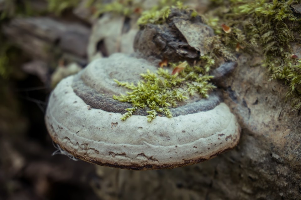 Pniarek lekarski (Fomitopsis officinalis)