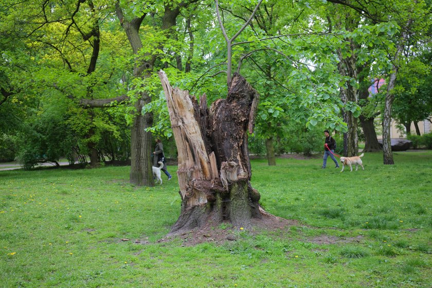 Park im. Sienkiewicza idzie do remontu