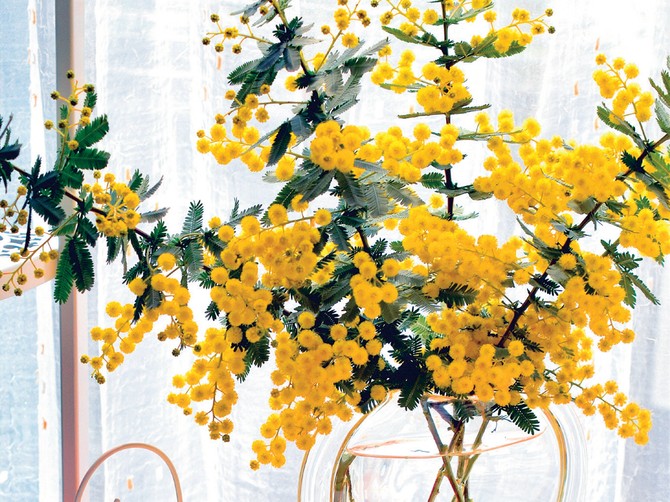 Mimoze unose boje i raspoloženje