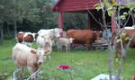 Groza! Stado krów terroryzuje mieszkańców Jedliny-Zdrój 
