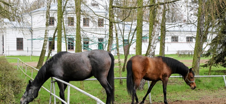 Obie klacze Shirley Watts padły w stadninie w Janowie Podlaskim z powodu skrętu jelit. Jest opinia biegłych