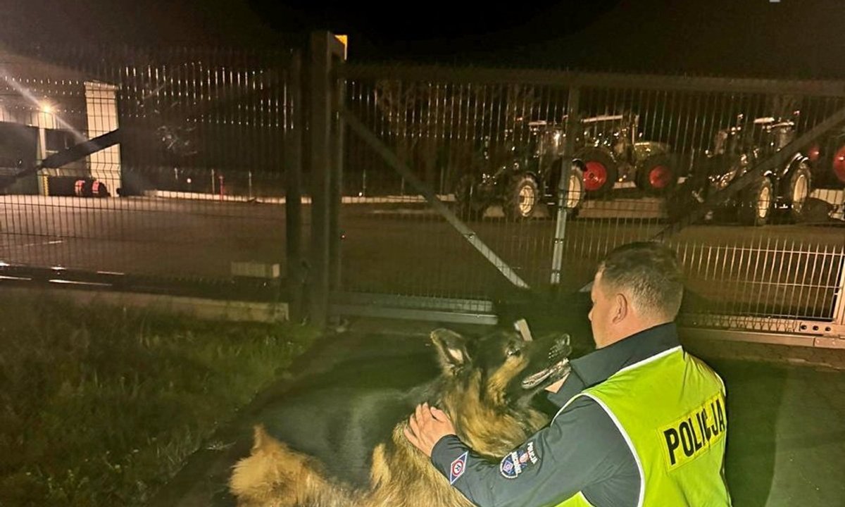 Pies wbiegł na drogę. Policjanci zatrzymali ruch, by go uratować