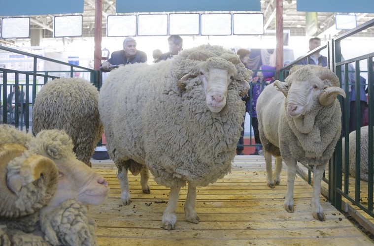 Targi rolnicze w Rosji