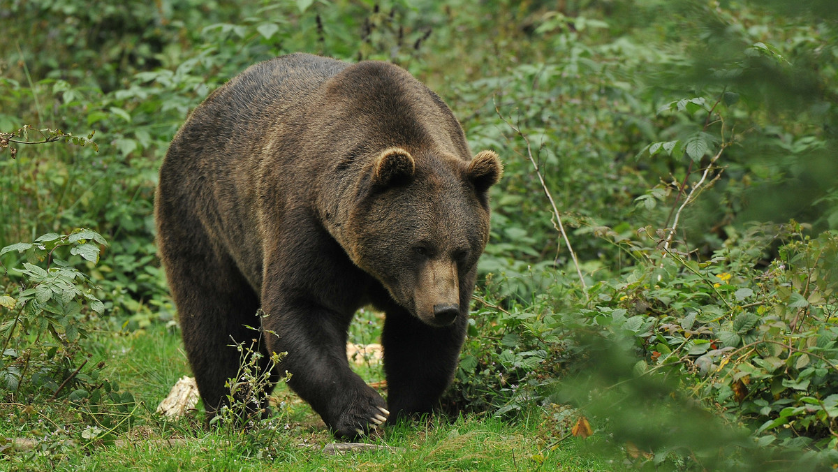 Bieszczady. Niedźwiedzie jeszcze nie zapadły w sen zimowy. Leśniczy opublikowali nagranie 