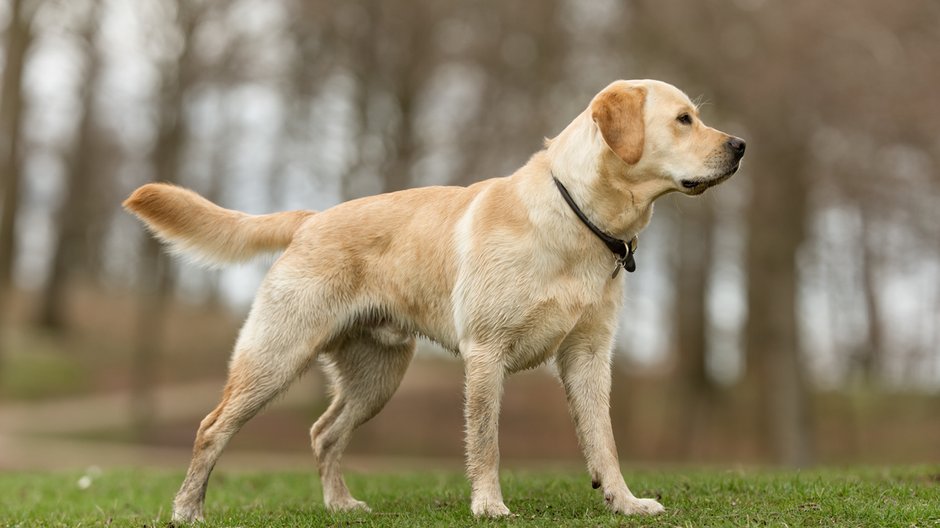 Labrador retriever - Mikkel Bigandt/stock.adobe.com