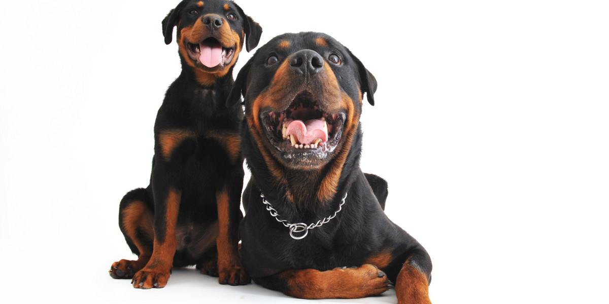 rottweiler adulte et chiot