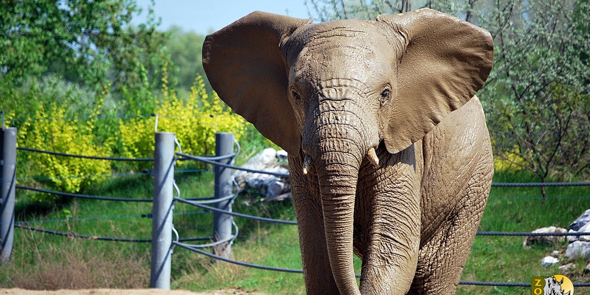 Słoń Yzik opuści poznańskie ZOO. Trafi do Włoch