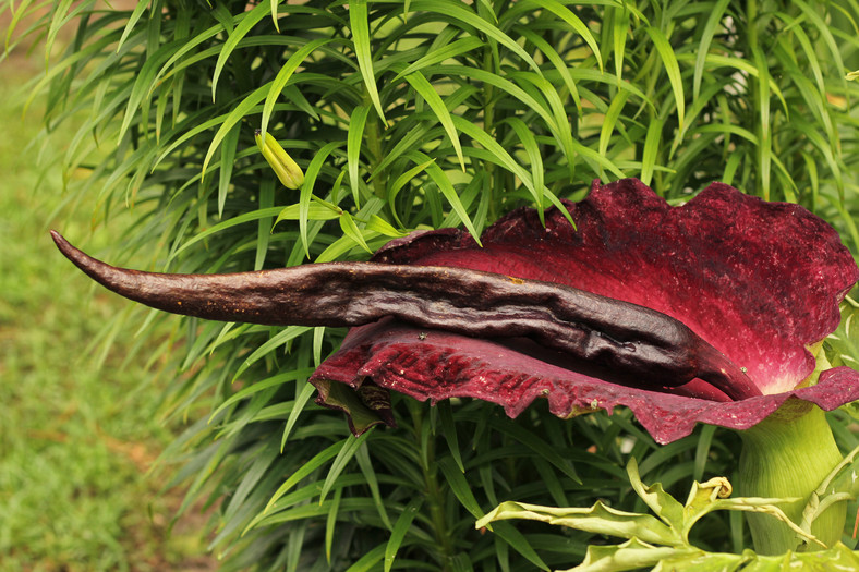 Smocza lilia (Dracunculus vulgaris)