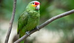 Papugi niszczą plantacje maku. Są uzależnione od opium