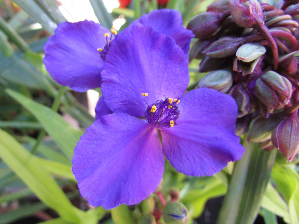 Tojad mocny (Aconitum firmum), czyli trzewiczki Matki Boskiej