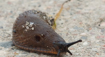 Plaga ślimaków w Lublinie. Działkowcy walczą z nimi, czym mogą: proszkiem, kaczką i piwem!