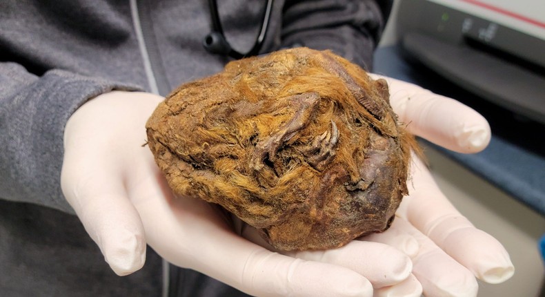 This ball of brown fur and gnarled legs and claws turned out to be a mummified Arctic ground squirrel.Yukon Government