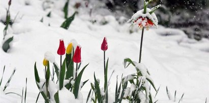 Pogoda oszalała. W maju pada śnieg! FOTO