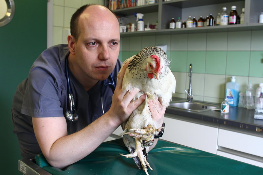 Przyszła kura do doktora: jestem bardzo chora!