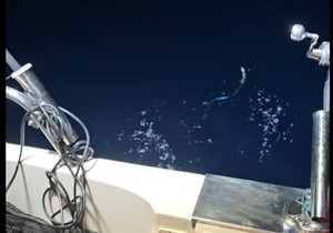 Nesvakidašnja riba uhvaćena u Jadranskom moru