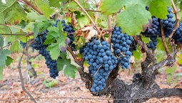 Zrób to w lutym z winoroślą, a podwoisz plony. W sezonie zbierzesz kosze dorodnych, słodkich winogron