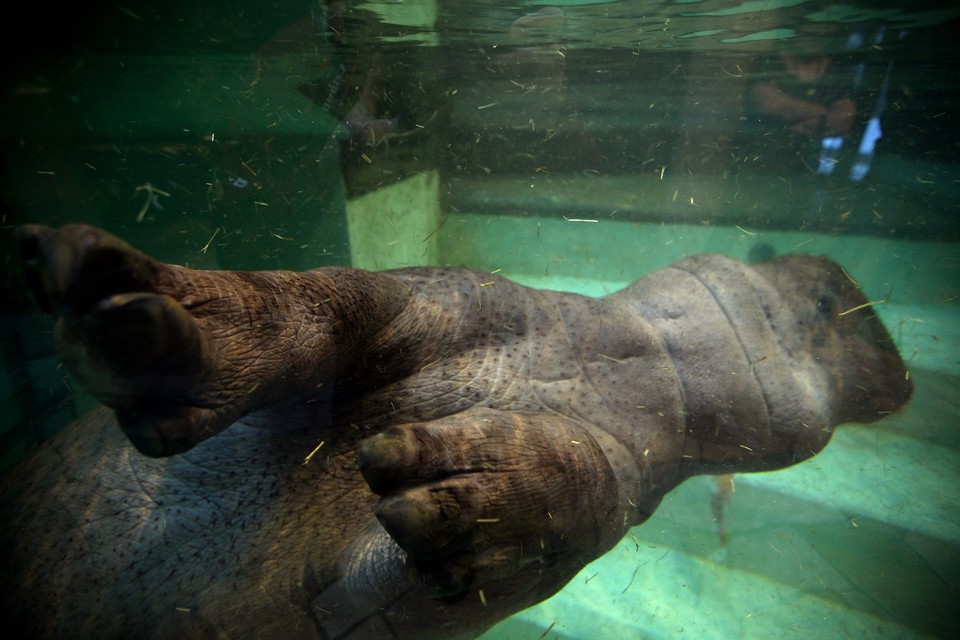 WARSZAWA WARSZAWSKIE ZOO HIPOPOTAMY