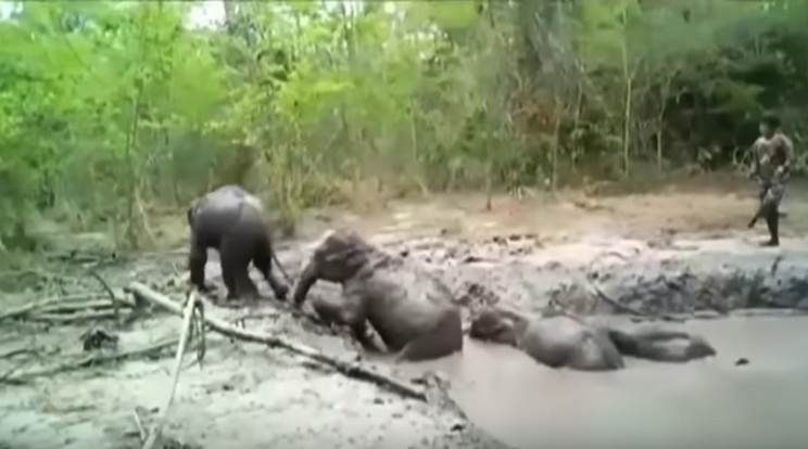 Kis elefántokon segítettek / Fotó: YouTube