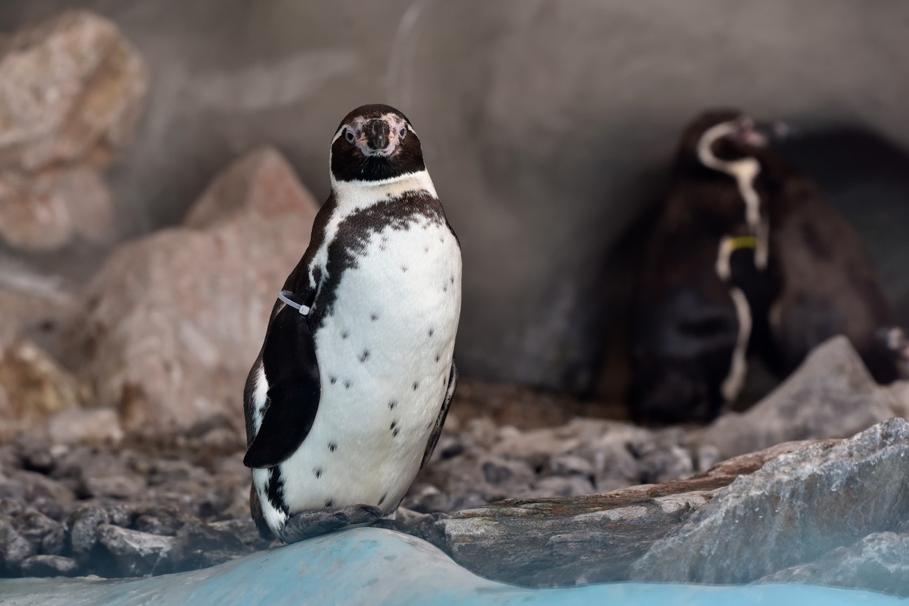 Ovo je najusamljenija pošta na svetu! Nalazi se na jednom ostrvu na Antarktiku: Šačica kolega i hiljadu pingvina