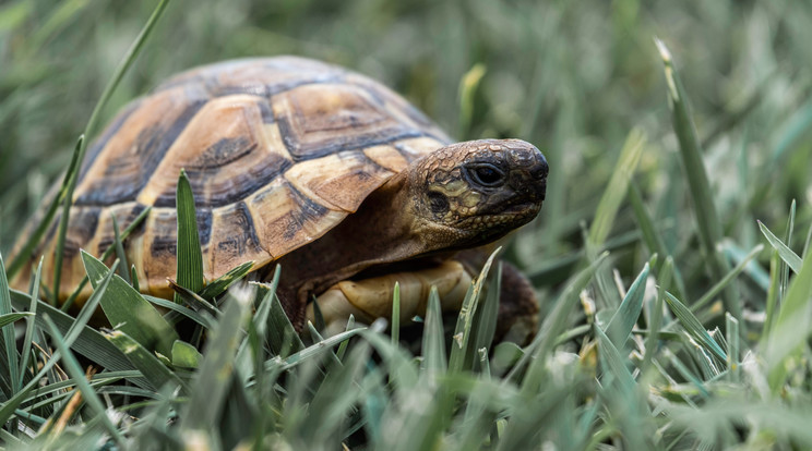 Nekirepült egy teknősbéka egy idős hölgy autójának / Illusztráció: Pexels