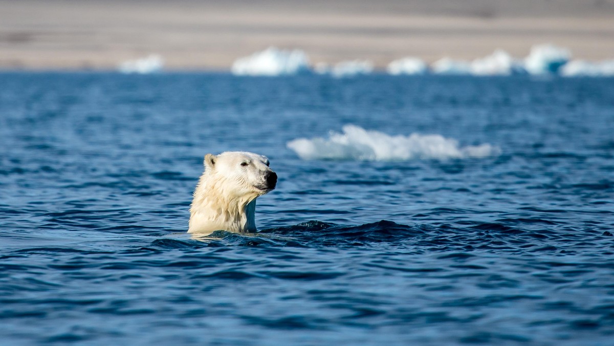 Niedźwiedź polarny miś polarny