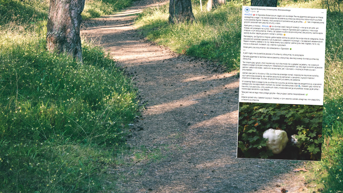 Ogród botaniczny pokazał, jak ktoś potraktował purchawicę olbrzymią