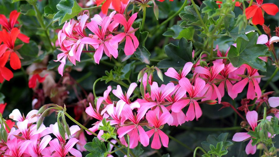 Pelargonia to popularny kwiat rabatowy i balkonowy - _Alicja_/pixabay.com