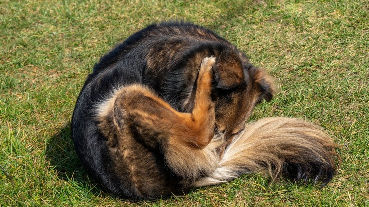 miért nyalja a kutya a fenekét