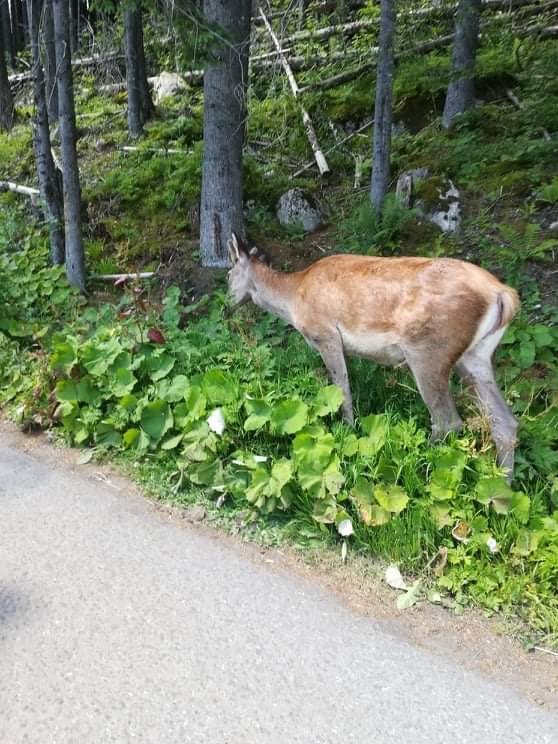 Jeleń Morskie Oko (fot. czytelniczka Onetu)