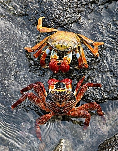 ECUADOR - GALAPAGOS - FAUNA