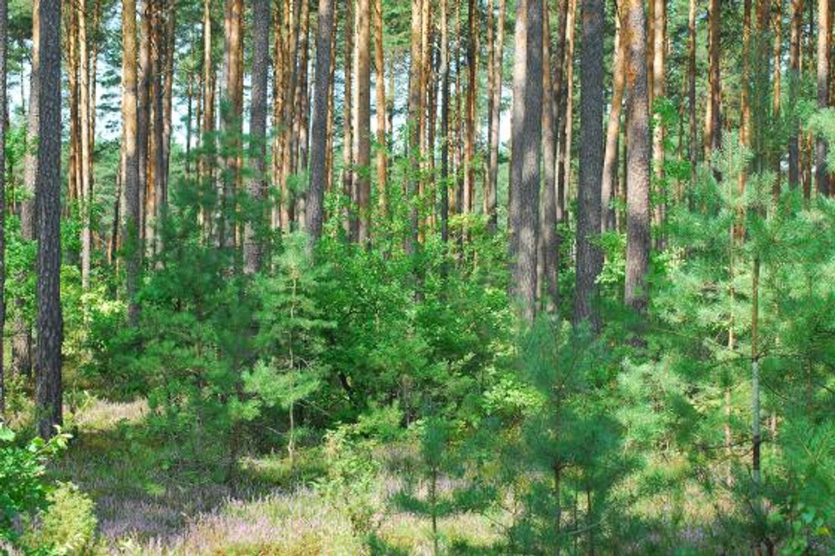 Pilne zadanie rządu dla Lasów Państwowych. "Może dojść do nagłego zamierania drzew"