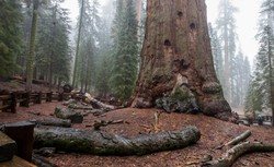 Największe drzewo na świecie zagrożone pożarem. Akcja strażaków