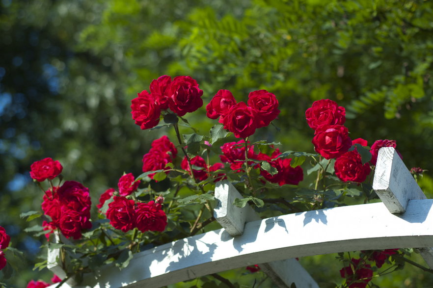 Róże pnące warto umieścić na pergolach lub podporach -  Anna Kowalczyk/stock.adobe.com