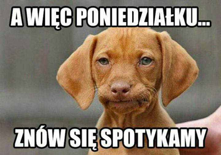 Poniedziałek - memy na dobry początek tygodnia