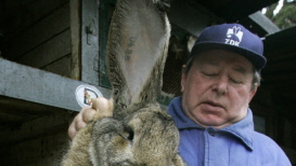 Jest długi na ponad 121 centymetrów i waży ponad 22 kilogramy. Amy - olbrzymi królik - jest tak wielki, że musi spać w psiej budzie - pisze "The Daily Telegraph".
