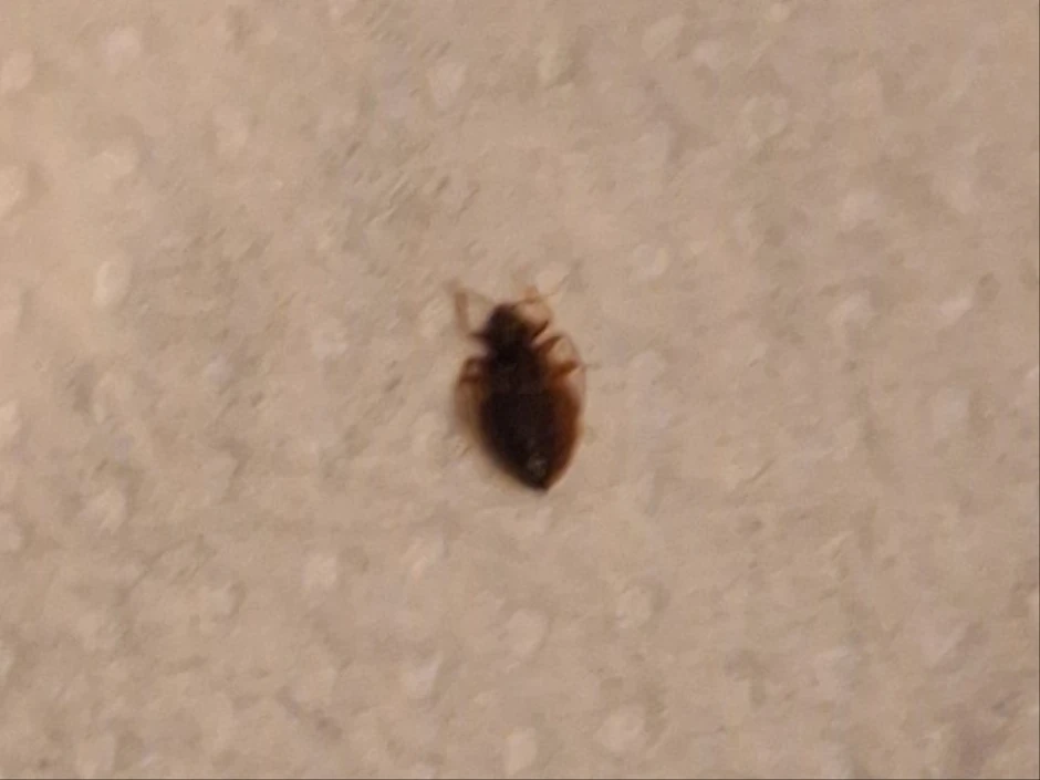 buba koju je Ivana zatekla na jastuku