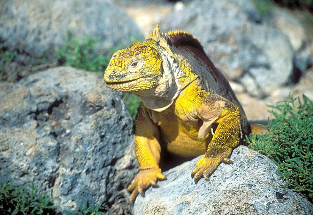 Galeria Ekwador - Wyspy Galapagos, obrazek 12