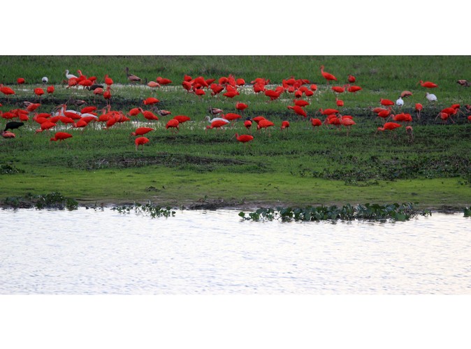 Wenezuela - Los Llanos