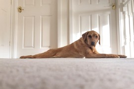 Veterinar otkrio šta znači kad se PAS ISTEŽE na ulaznim vratima: Nije slučajnost i mnogo je više od pukog otresanja posle dremke