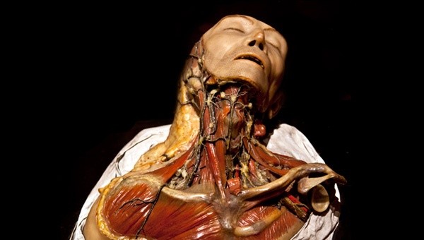 Eksponat z Mütter Museum w Filadelfii