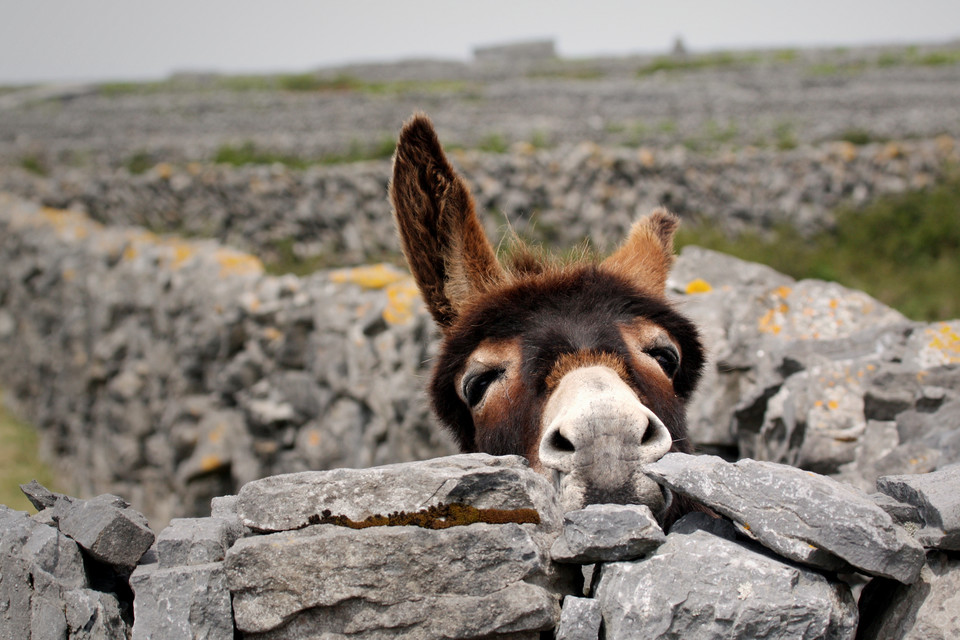 Irlandia - Wyspy Aran - Jeden z mieszkańców wysp