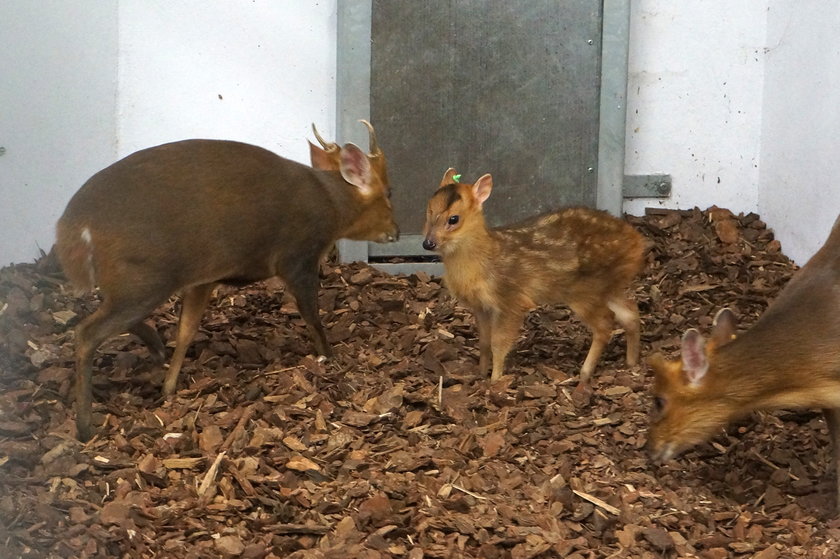 Narodziny w zoo we Wrocławiu