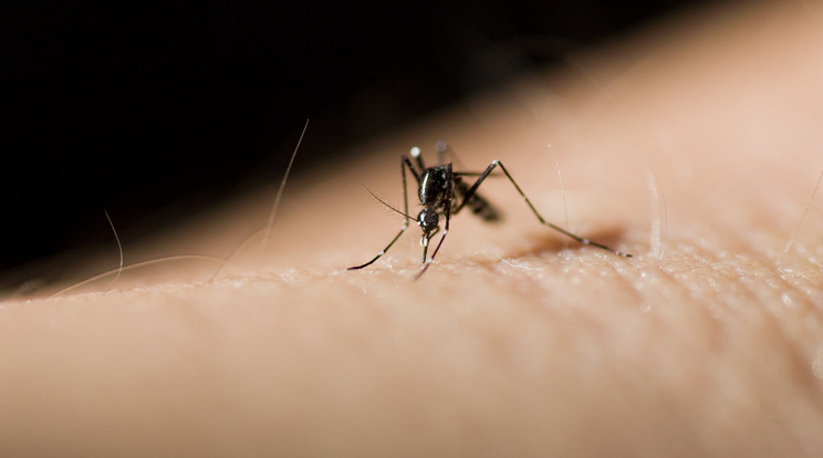 Rohamosan terjed a dengue-láz /Illusztráció: Northfoto