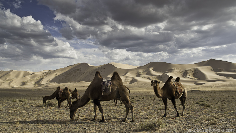 Mongolia, Pustynia Gobi. Park Narodowy Gurvansaikhan obejmuje między innymi jedne z najwyższych wydm świata zwane Khongoryn Els (Śpiewające Piaski).