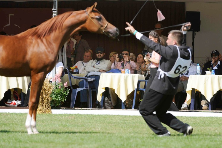 Głównymi organizatorami są stadniny własności Skarbu Państwa - w Janowie, Michałowie i Białce