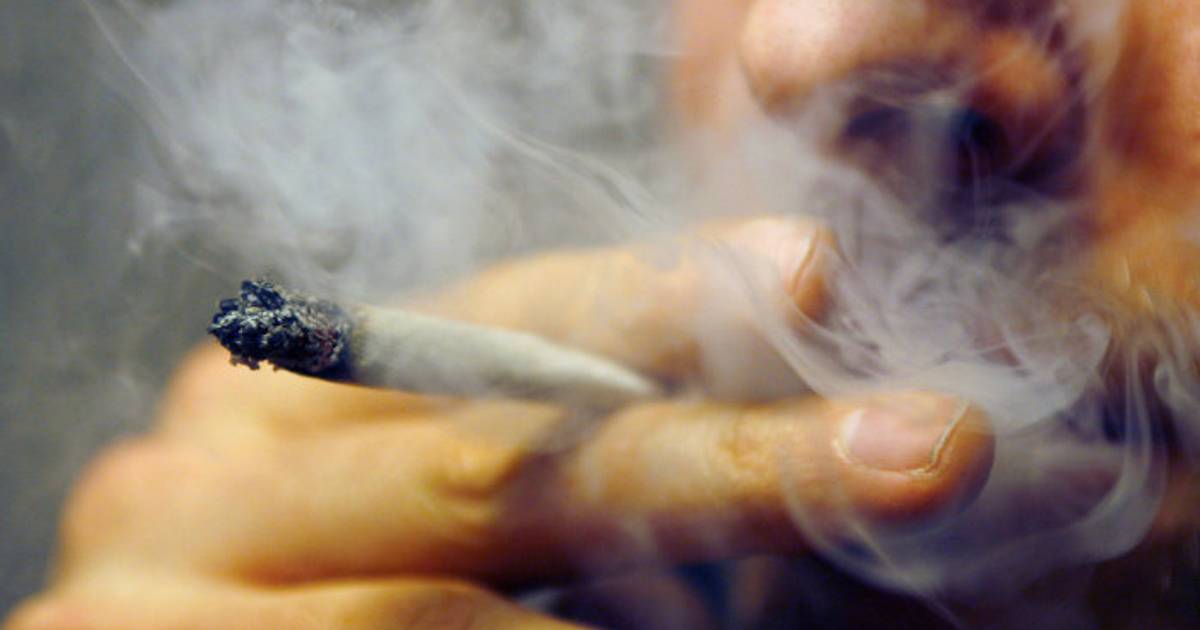 Warum Schweizer gerne Gras ohne THC rauchen und Deutsche nicht Noizz