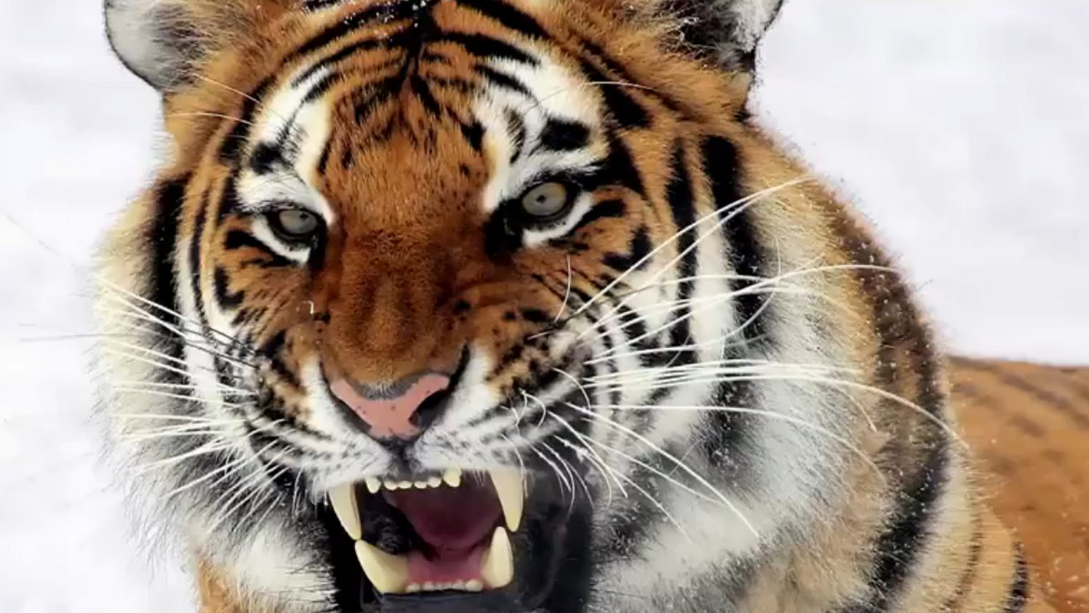 Choć tygrysice amurskie na co dzień unikają ludzi, to zwierzę, które odwiedziło mieszkańców wsi Sołońcowyj, okazało się wyjątkowo zdesperowane. Powodem niecodziennej wizyty okazał się... ból zęba - informuje rosyjska agencja RIA Novosti.