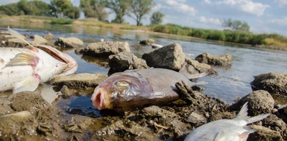 Katastrofa ekologiczna w Odrze. Niepokojące wyniki badań Niemców